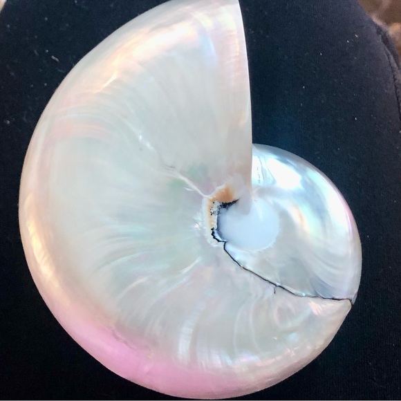 New! Last one! Natural Polished White Nautilus Seashell Barrett - Picture 2 of 6